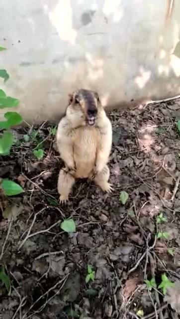 微笑袋鼠猪头吃瓜群众,微笑袋鼠猪头吃瓜群众，揭秘欢乐日常