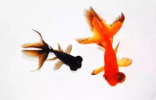 网红金鱼照,揭秘网络红人的魅力瞬间