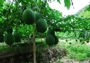 刀切吃的吊瓜,吊瓜新食尚