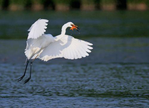 明星白鹭的图片做,优雅飞翔的美丽瞬间