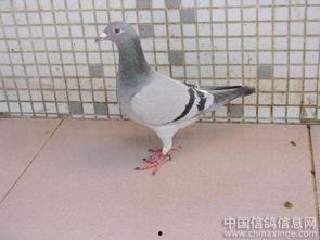 微头条小鸽子图片,传递温馨与和谐的美好瞬间