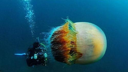 网红开箱海刺水母图片,海刺水母的神秘魅力