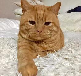 日本网红忧愁猫,日本网红的治愈魅力与情感世界