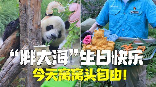 网红熊猫胖大海,萌态可掬的“网络明星”