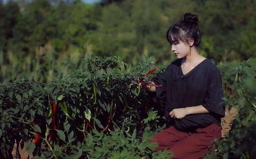 李子柒的网红产品特点,李子柒网红产品，诠释东方美学与生活艺术