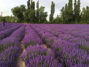 伊宁霍城今日头条,聚焦热点，洞察城市脉搏