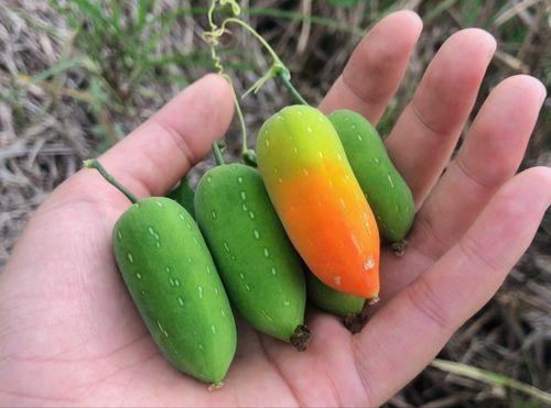 老鼠瓜怎么吃?,老鼠瓜的多样食用方法与美味体验