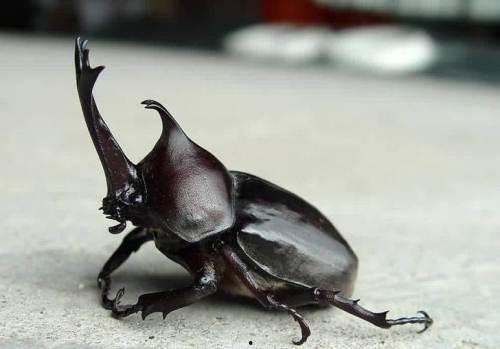 独角仙吃哈密瓜,一场昆虫与水果的奇妙邂逅