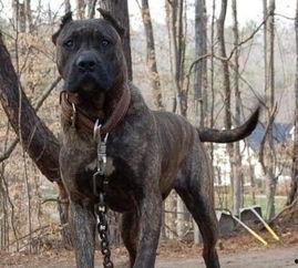 明星的狗身价排名,谁家的狗狗最值钱？