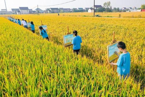 宣州区稻田镇新闻头条,乡村振兴战略下的稻乡新篇