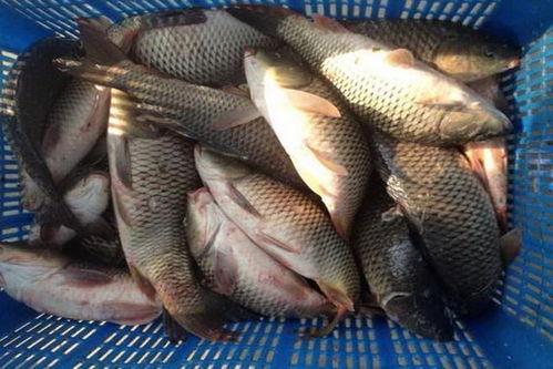 鲫瓜老师黑坑麻团钓鲤鱼