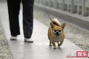 娱乐吃瓜养狗视频